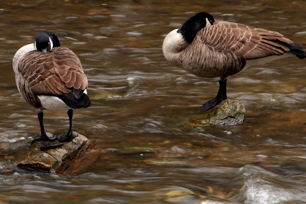 Canada geese in the Wissahickon Creek