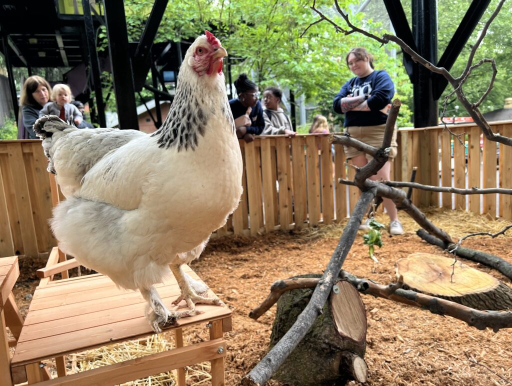 Two-year-old Brahma chicken Chick Pea