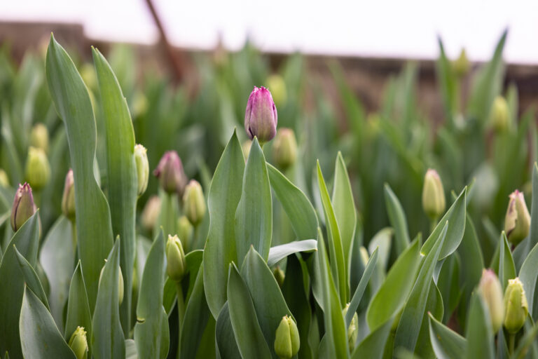 a flower