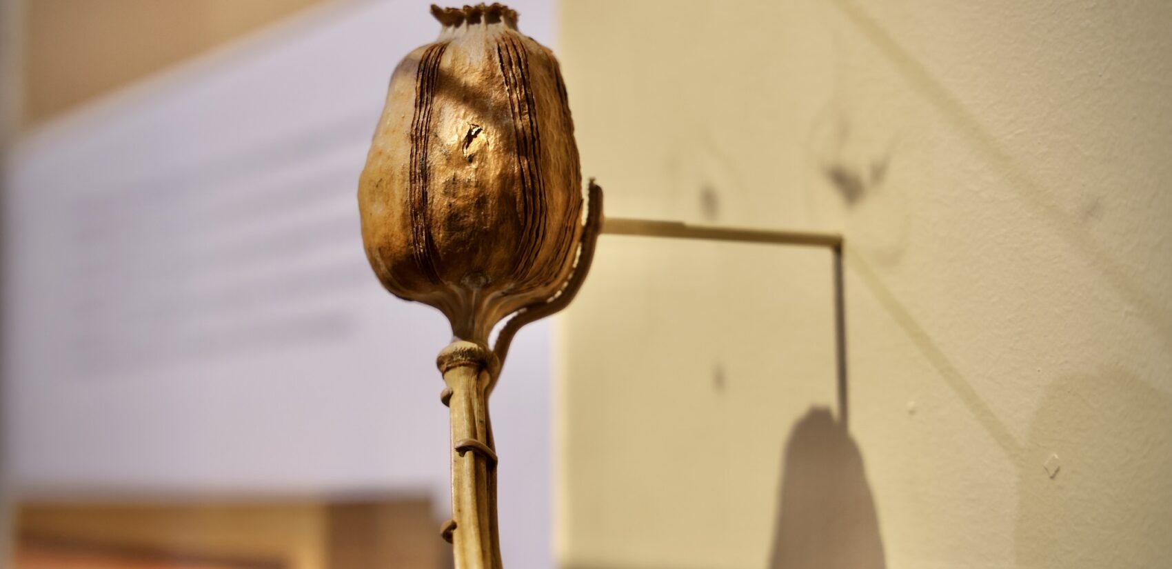 A poppy seed hangs on the wall