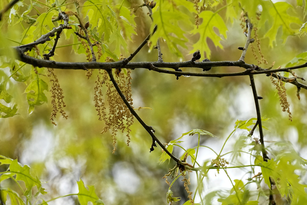 Wellness-Allergy Tips An oak tree with new leaf growth also shows pollen and a drop of water hanging among the branches