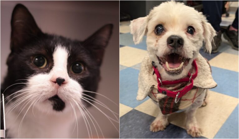 A side-by-side photo of a cat and a dog