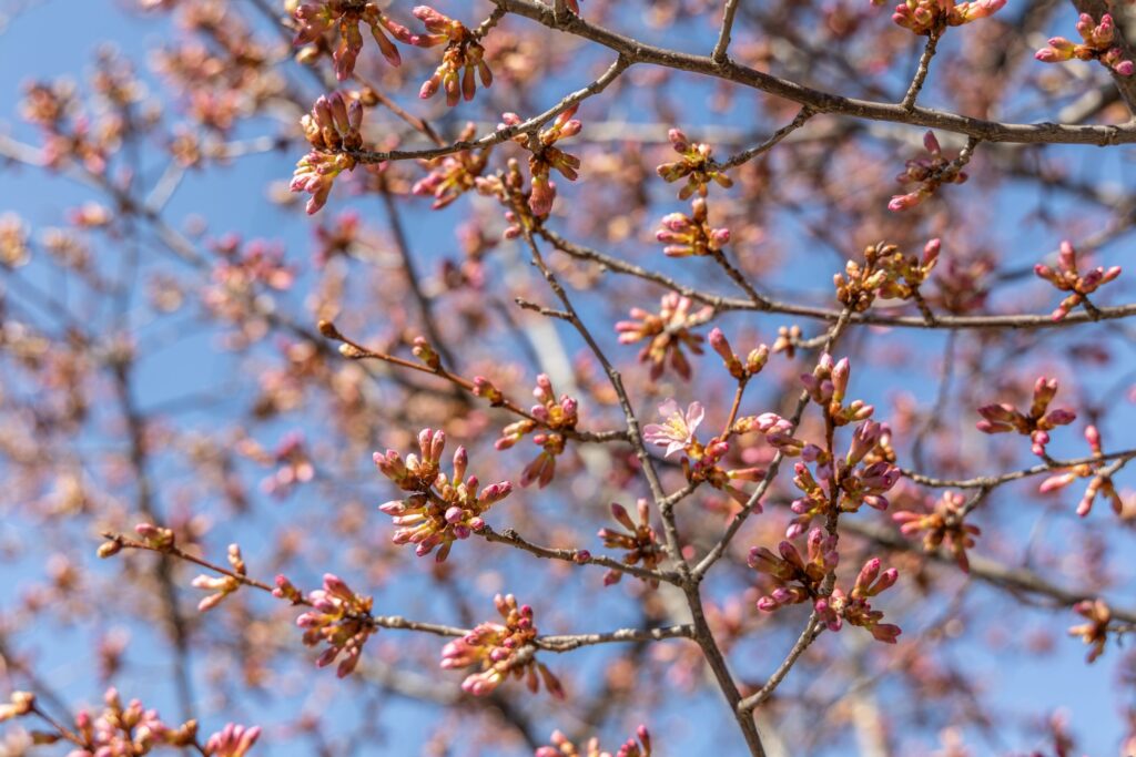 A cherry blossom on the verge of full flowering