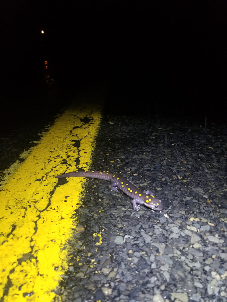 A salamander crosses the road at night