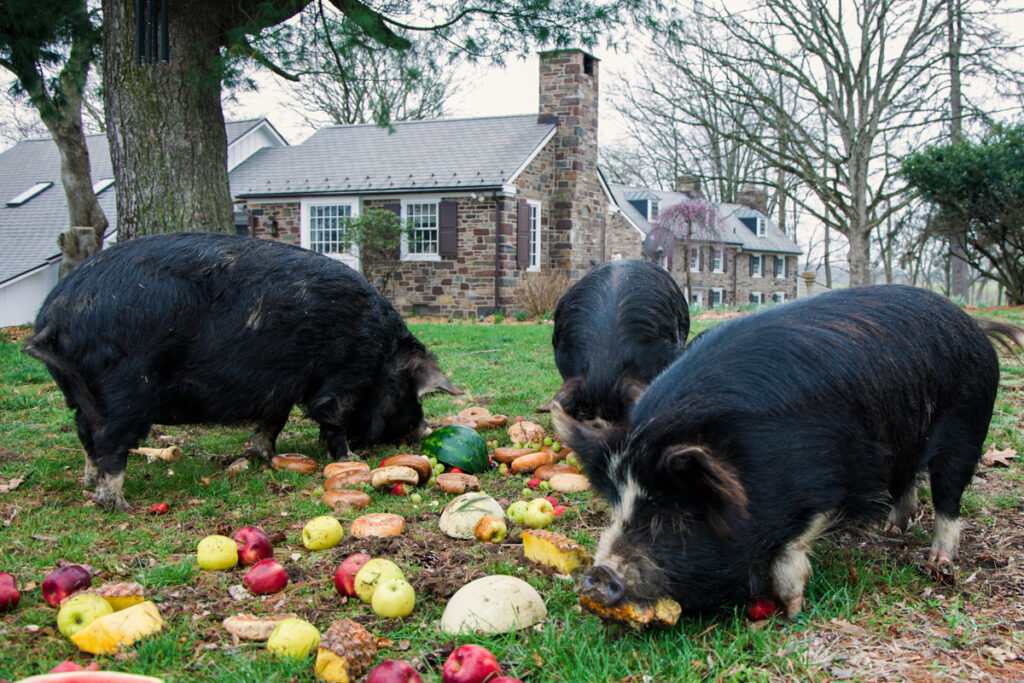 04 21 2026 k paynter food bank to farm-5 Bucks County The pigs at Hidden Valley Farm