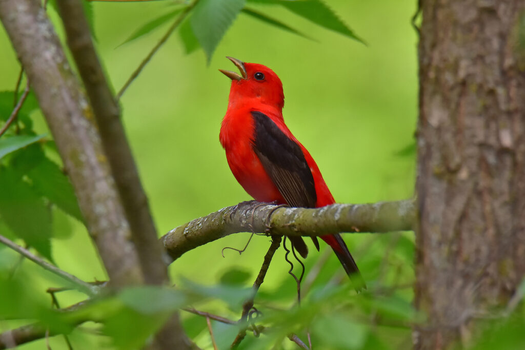 Scarlet-tanager-nature-shot-ZR-040926-01 Scarlet Tanager in the wild
