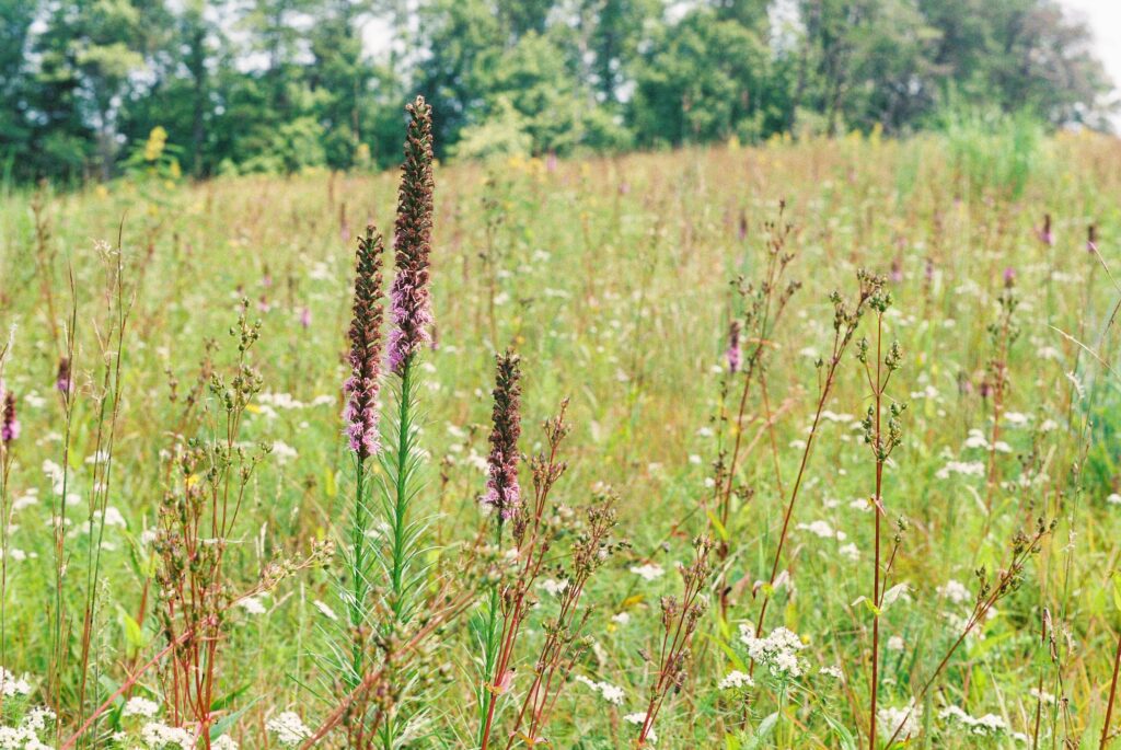 A green meadow