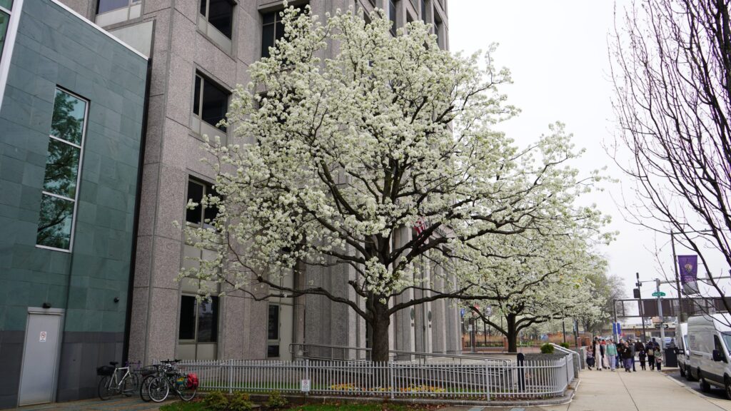 A Callery pear tree in Old City