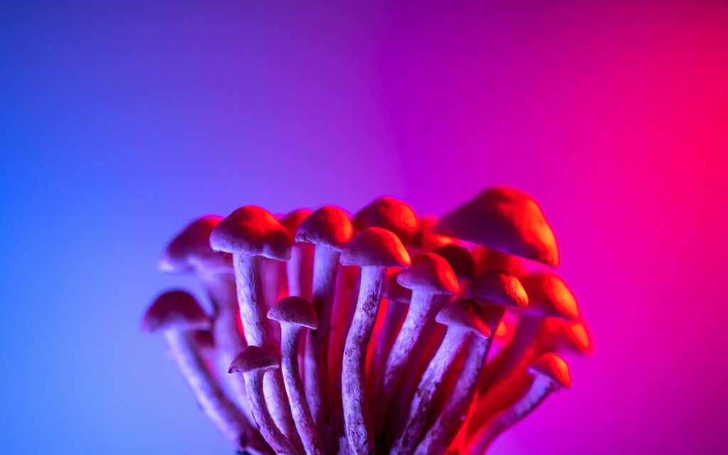 pexels-marek-piwnicki-3907296-16890717 Psilocybin mushrooms, a type of hallucinogenic mushroom and a polyphyletic informal group of fungi that contain a prodrug of psilocybin, are captured beneath a blue and pink light.