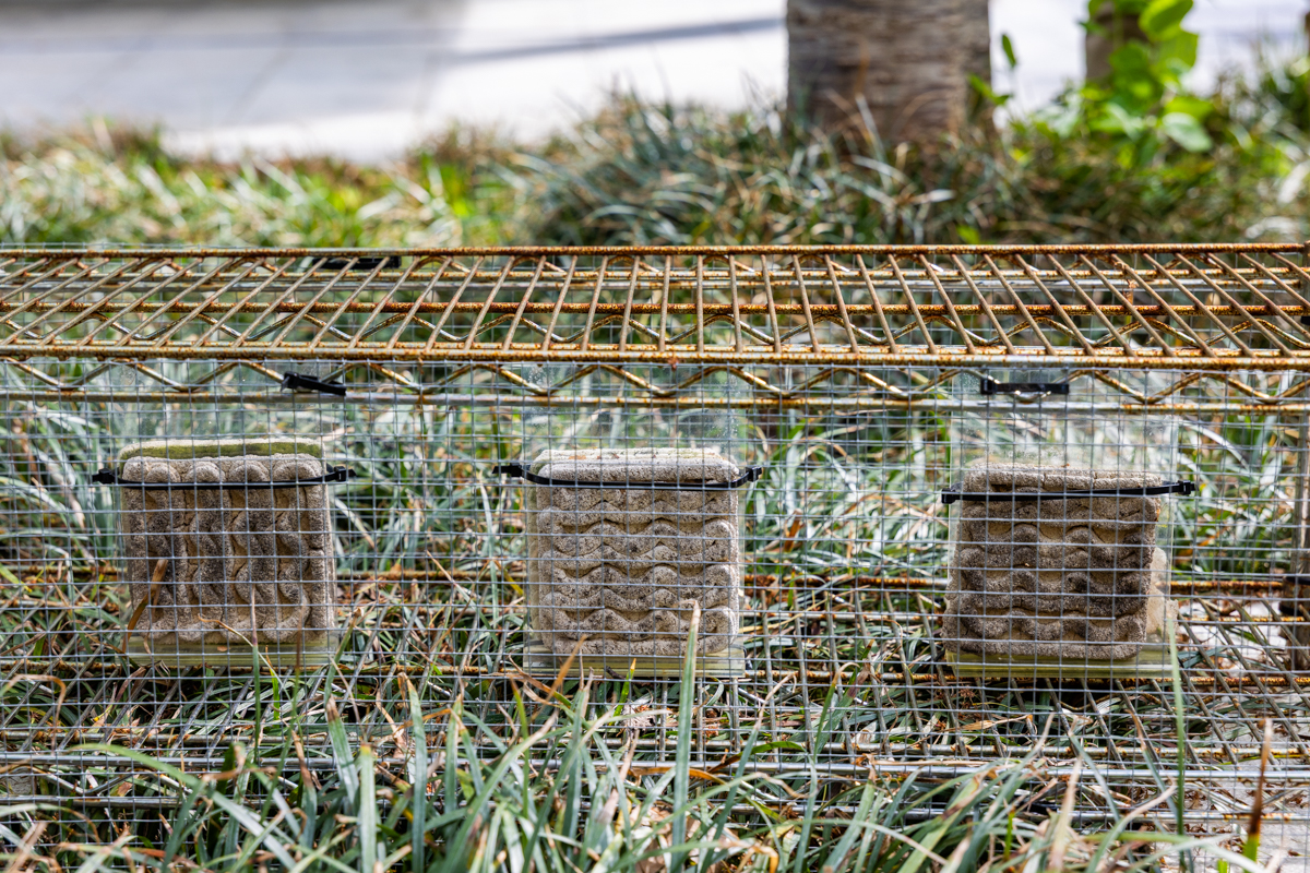 samples of biomaterials outside in a cage