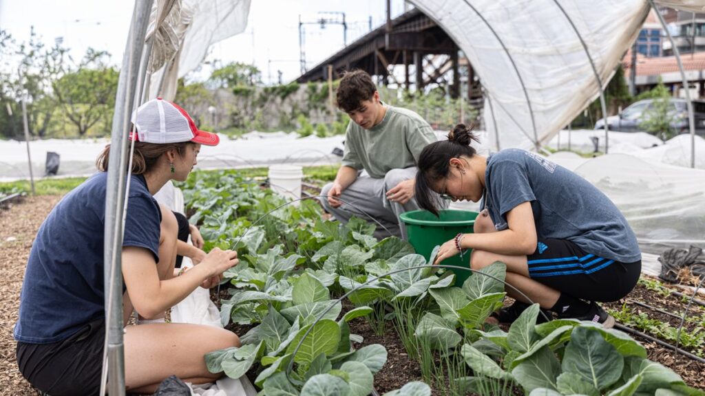 Undergrads and volunteers weed around collards and scallions at the Penn Farm