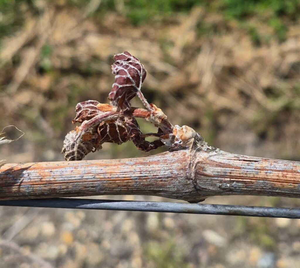 A closeup photo of a damaged plant on a tree limb damaged by frost.