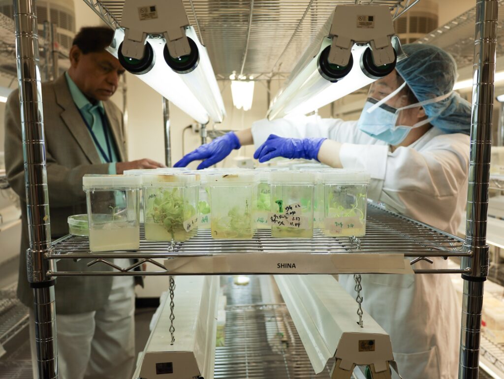 Scientists work with hyacinths in the lab.