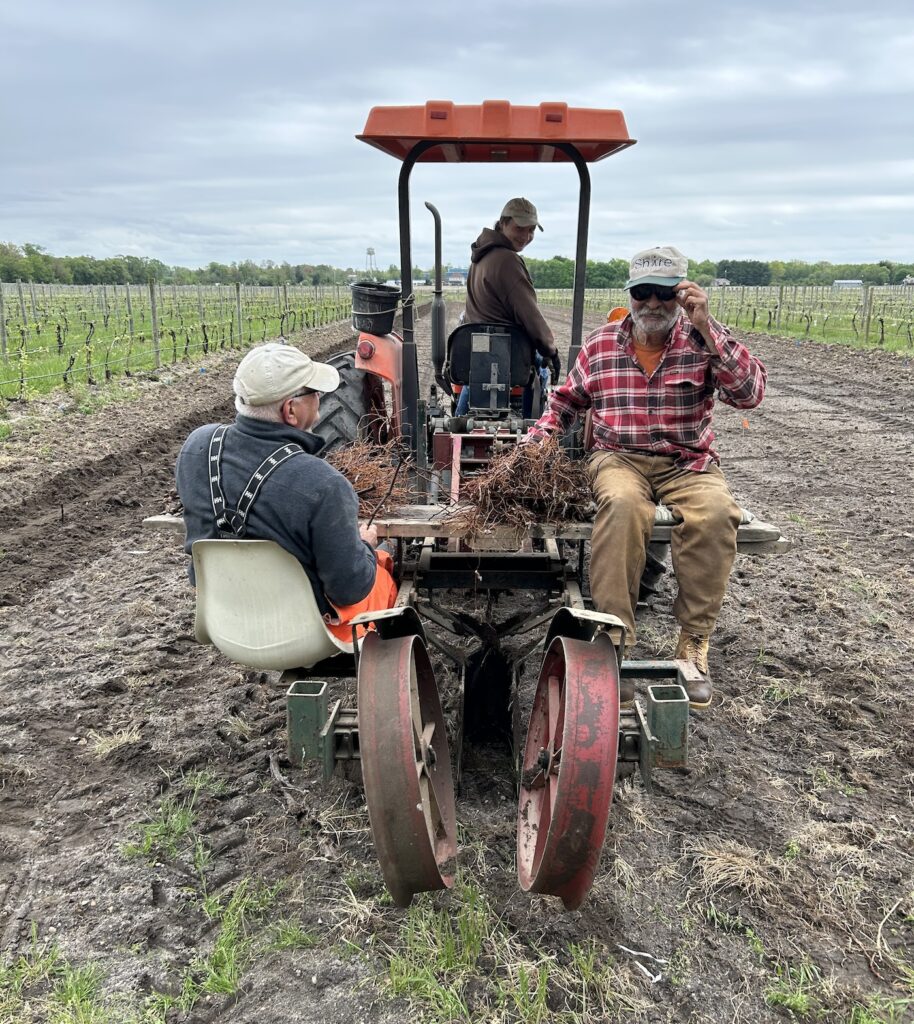Two men sitting on the back of a tractor as another man drives it through a field on a farm.