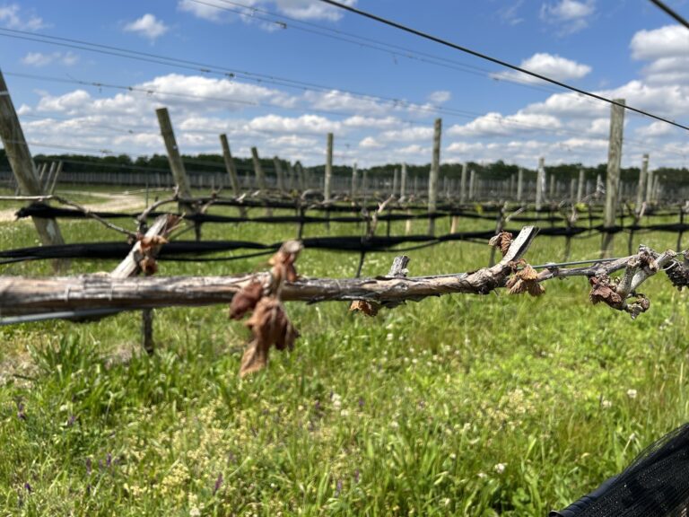 Damaged buds at the winery.