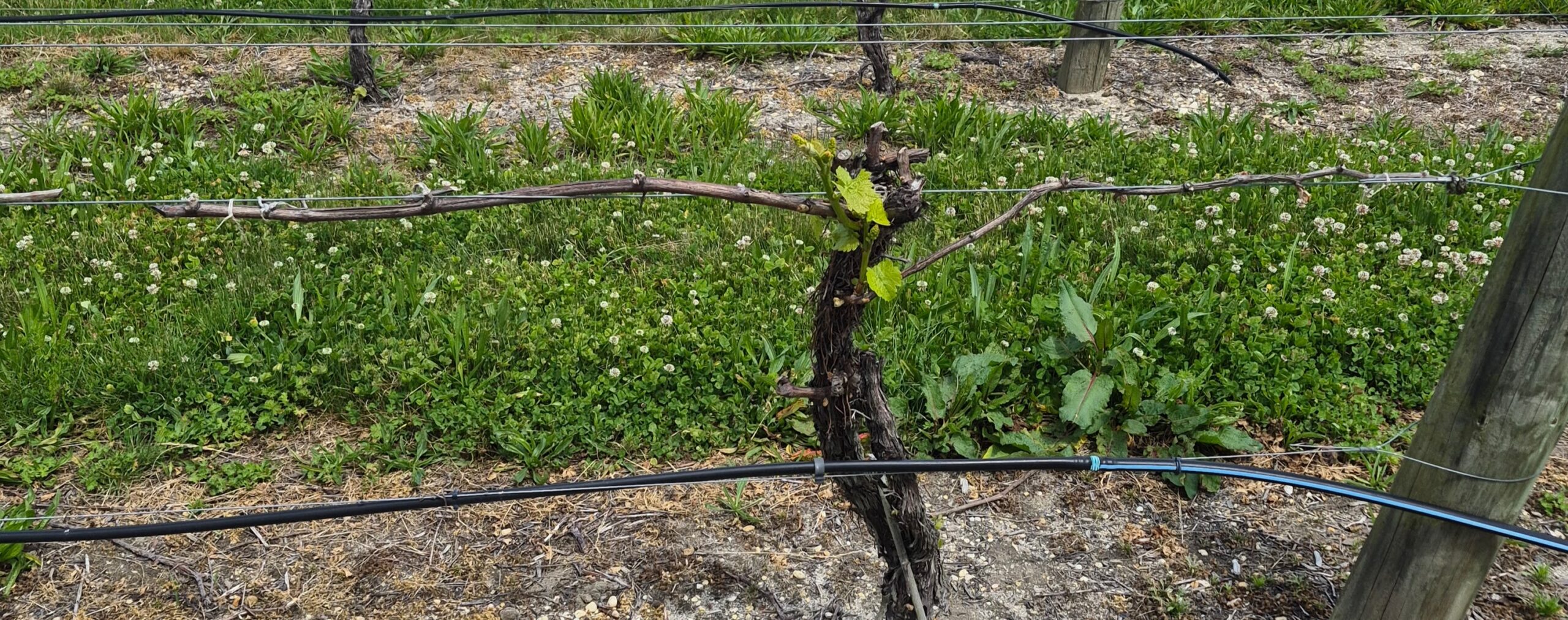 A damaged vine growing in a field.