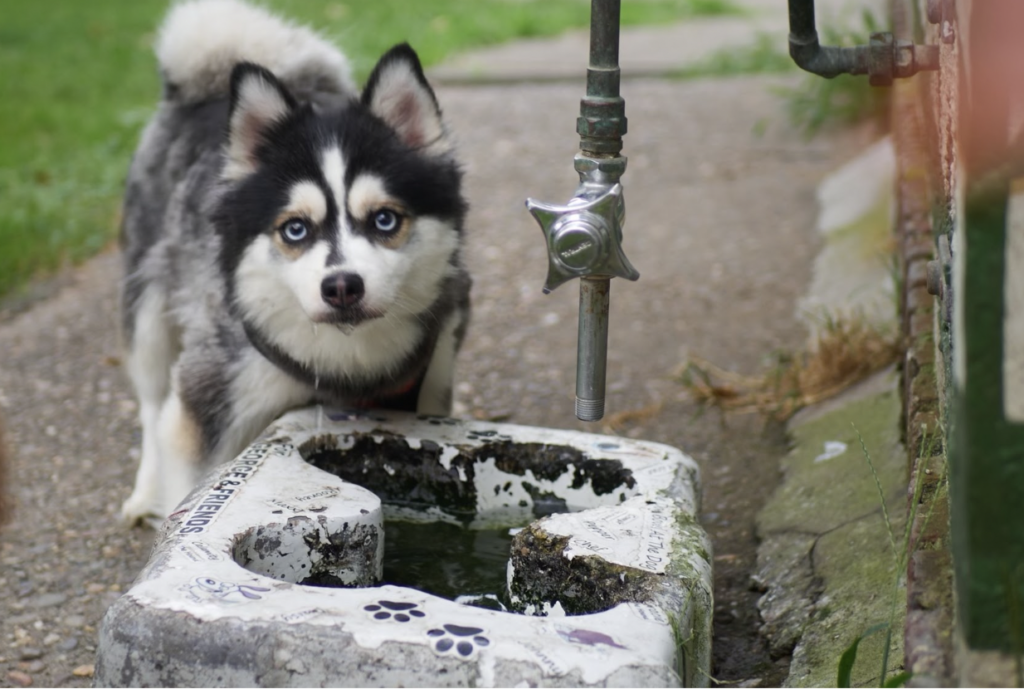 clark-park-dogs-bp-052026 The Clark Park dog drinking fountain