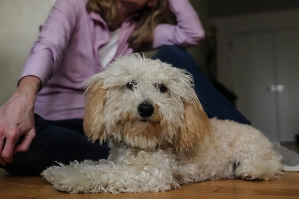 dog-marijuana-poisoning-file-ap An 8-month-old poodle named Bondi