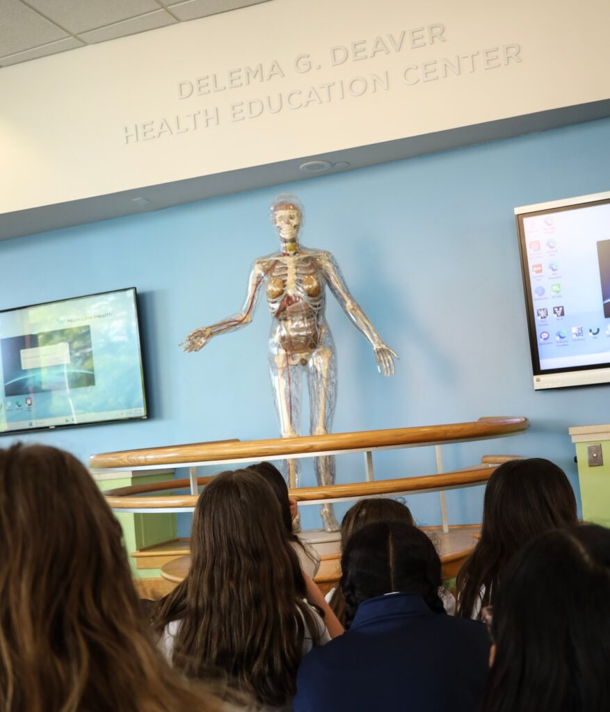 Sixth-grade students looking at a replica skeleton