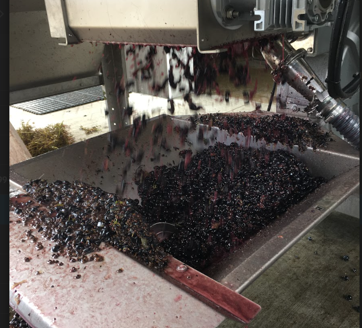 Grapes being crushed in a machine.