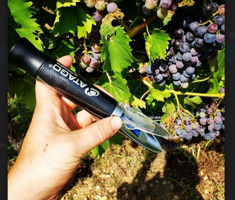 A person is using a handheld device to test the grapes.