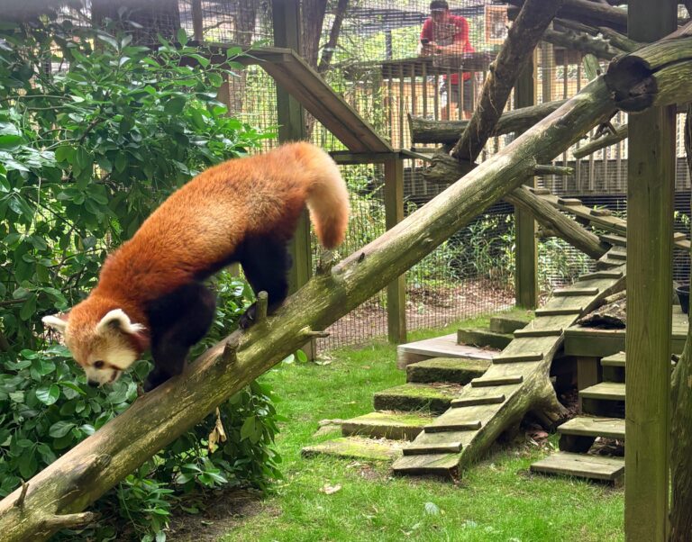 Wally the red panda is walking down a branch at the zoo.