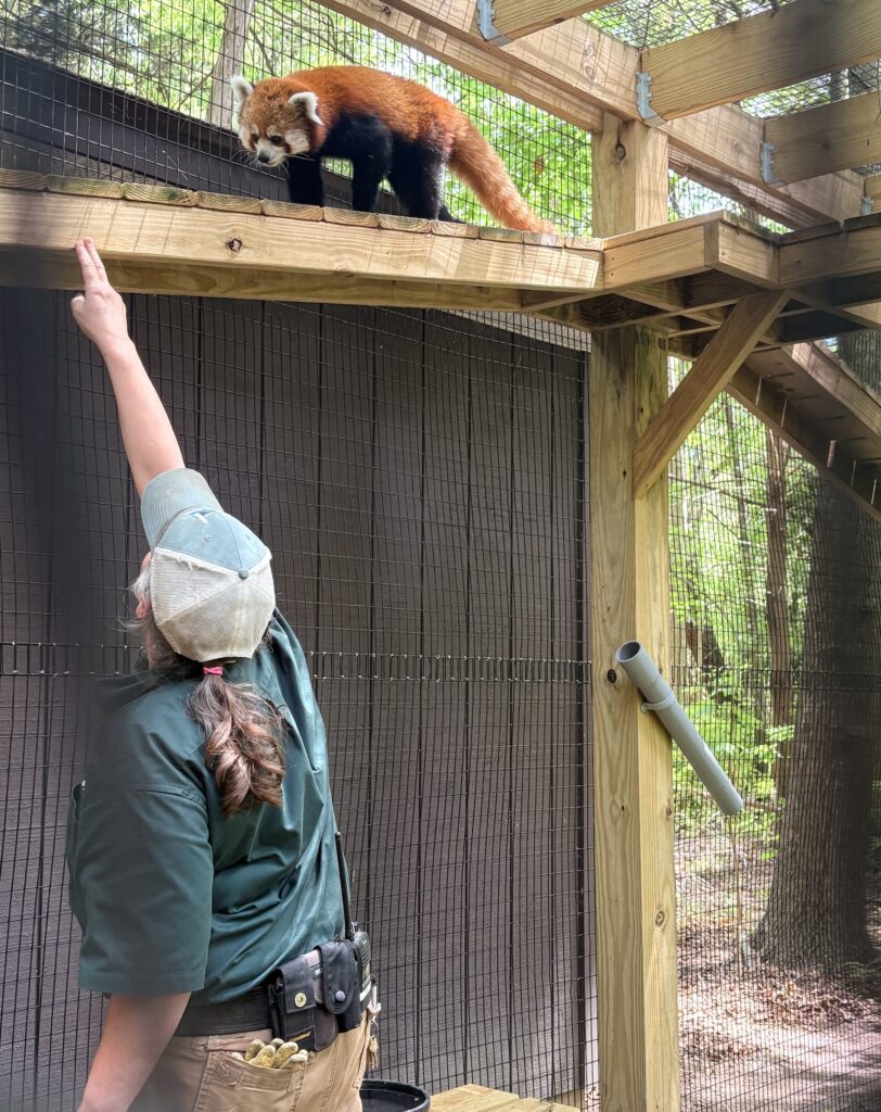 A zoo staff member reaching up to a red panda that is on a platform at the zoo.