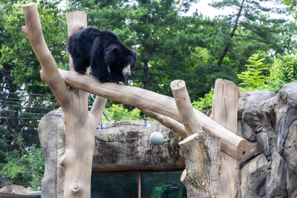 07-07-2026-k-paynter-sloth-bear-baloo-philadelphia-zoo-2 Baloo, a sloth bear living at the Philadelphia Zoo