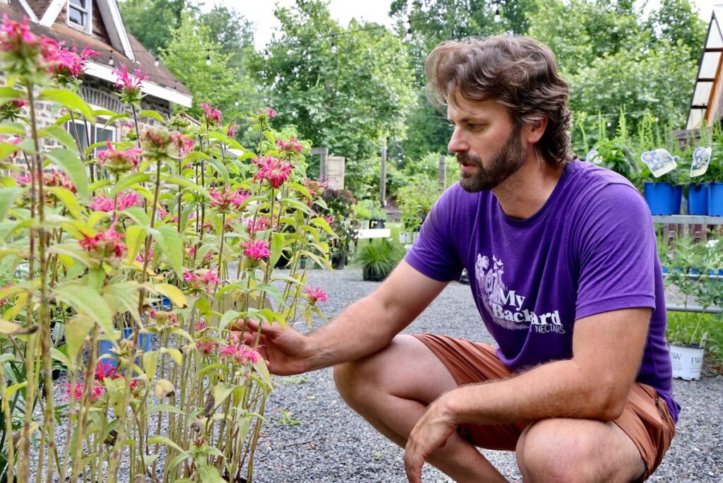 Andrew Plunkett inspecting a Monarda didyma