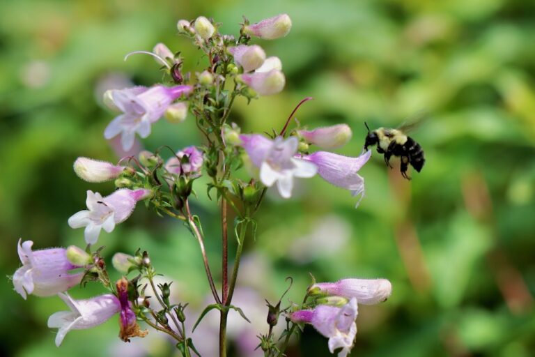 Calico Beardtongue