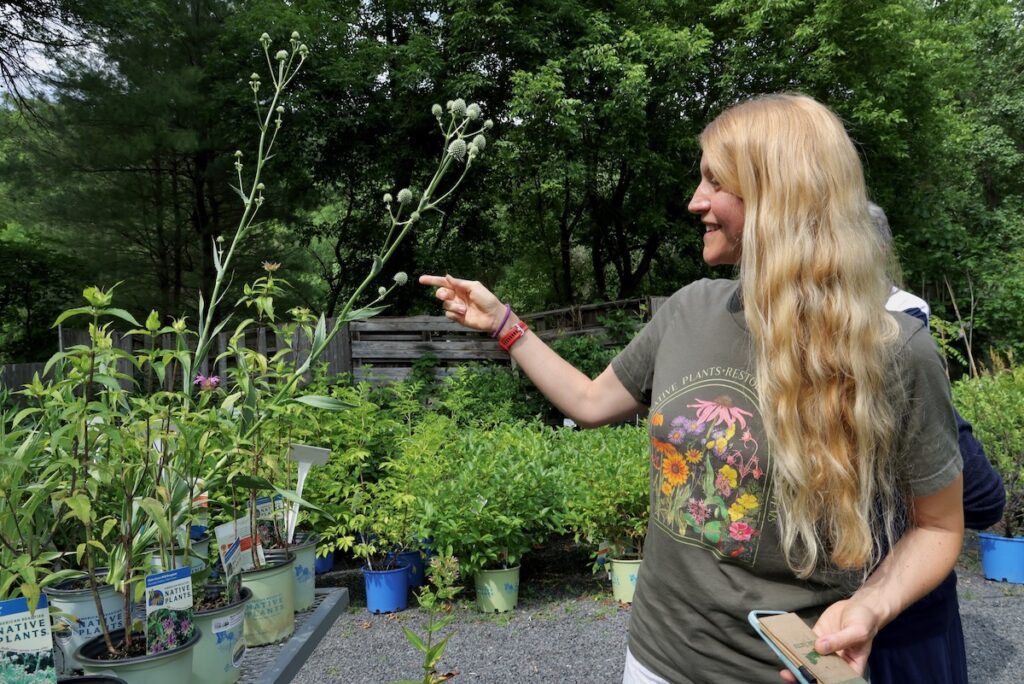 Kari Lloyd pointing out a Rattlesnake Master