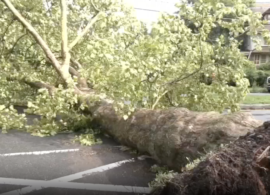 6abc-downed-tree-071226 Downed tree from microburst in Philadelphia