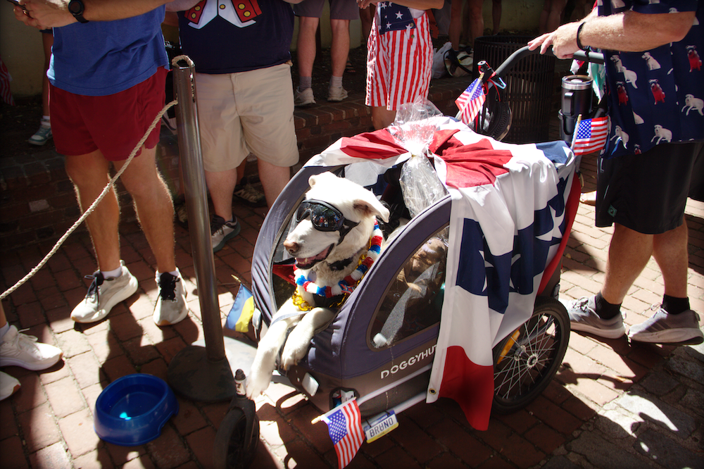 Bruno in stroller at dog show