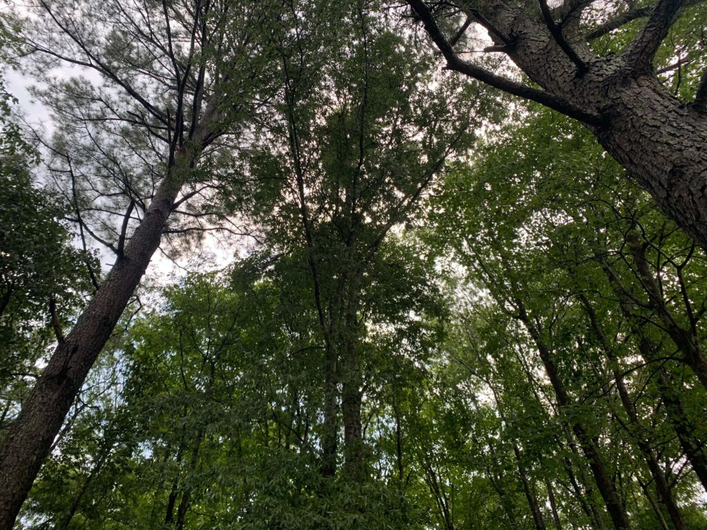 Sussex-County-Delaware-forest A forested area