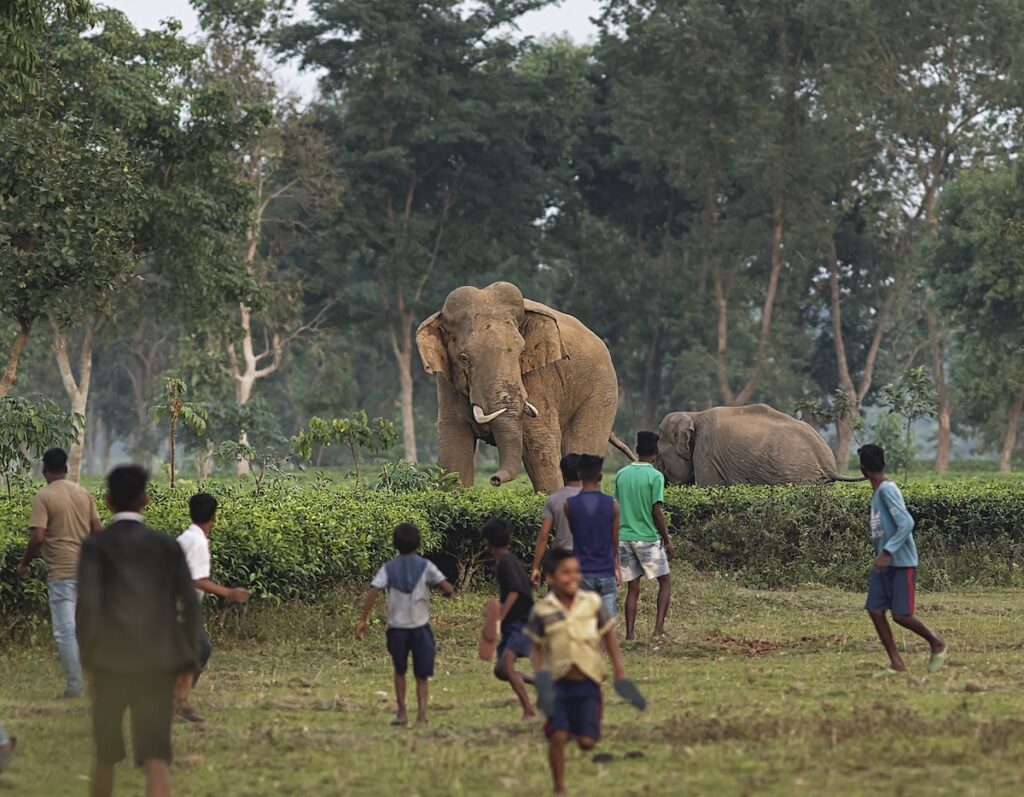 Tea garden families and wild herds clashAvijan Saha (2) In India, tea gardens often attract wild herds of Asian elephants, causing wildlife to clash with civilization. (Avijan Saha)