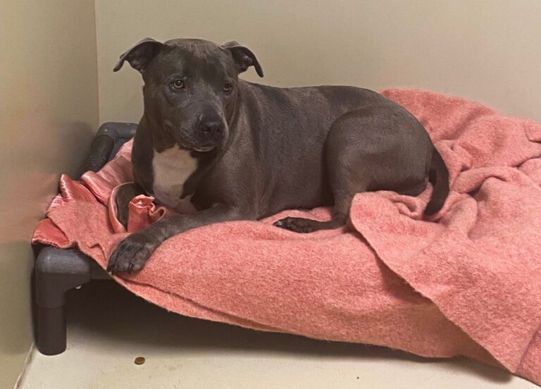 A dog is lying on a pink towel in a dog bed at the shelter.