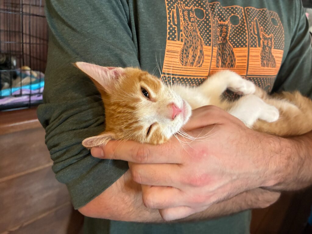 A foster kitten being snuggled