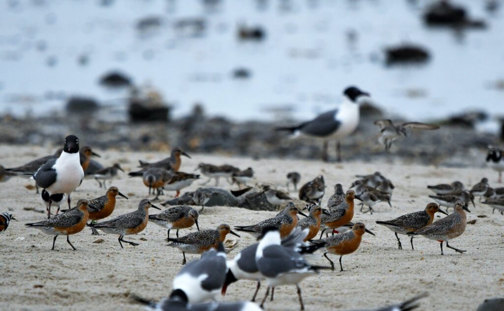 red-knots-endangered-beach-NJ-CN-012522-pe Red knots birds are pictured on the beach