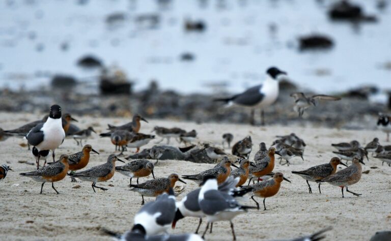 Red knots birds are pictured on the beach