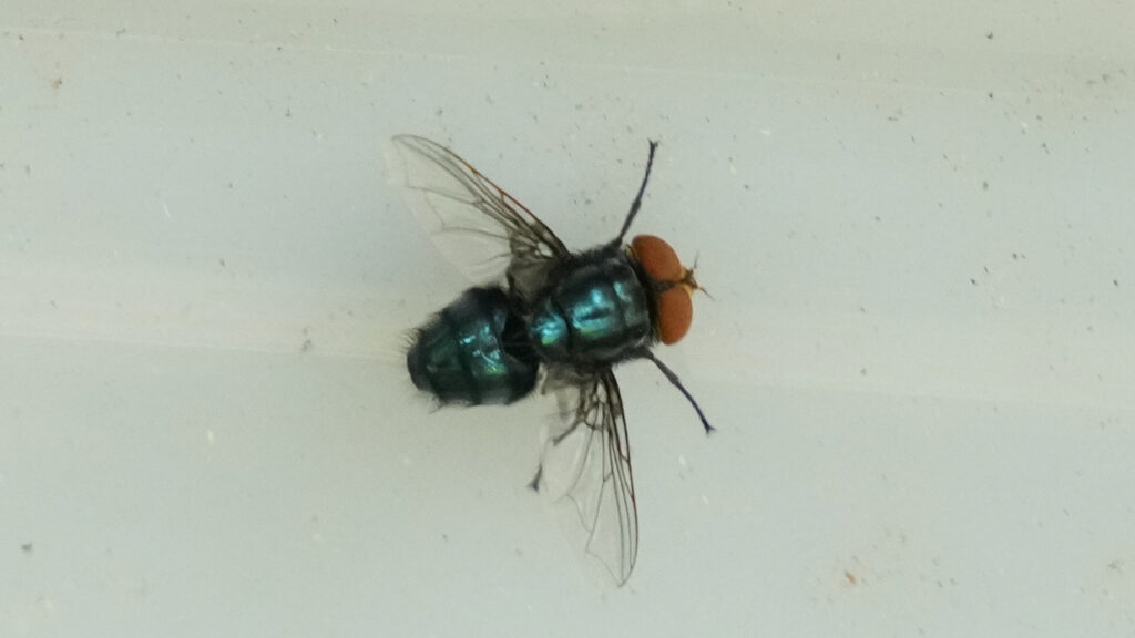 screwworm-fly-2025-ap A screwworm fly