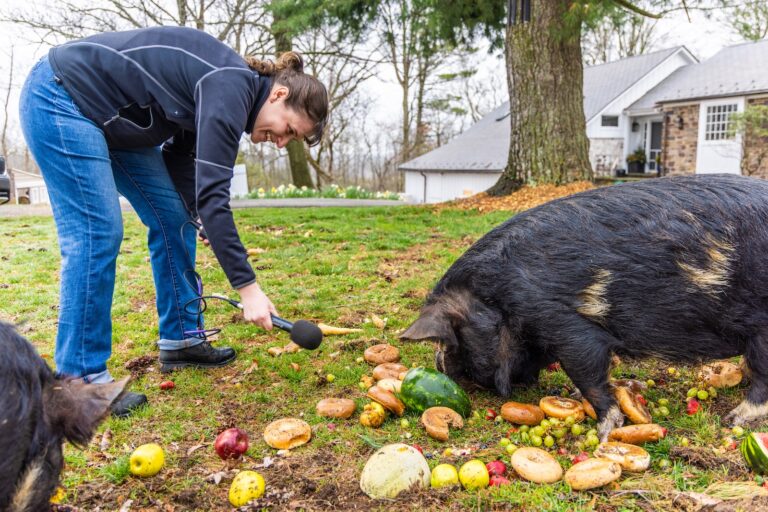 WHYY News reporter Emily Neil gathers audio of pigs munching on apples at Hidden Valley Farm in Jamison, Pa.