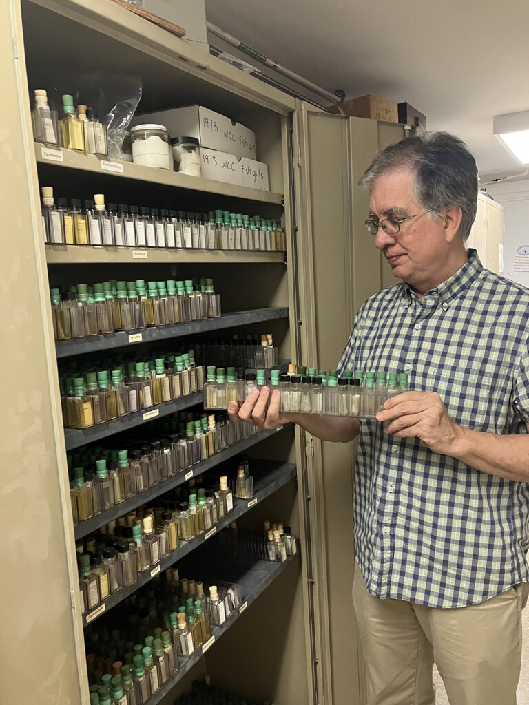 A researcher looks at insect samples in vials
