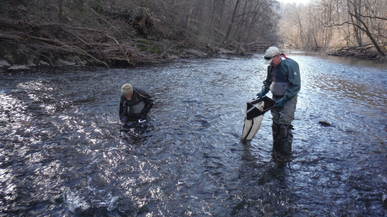 Scientists hold nets filled with insect samples as they wade through water in a creek