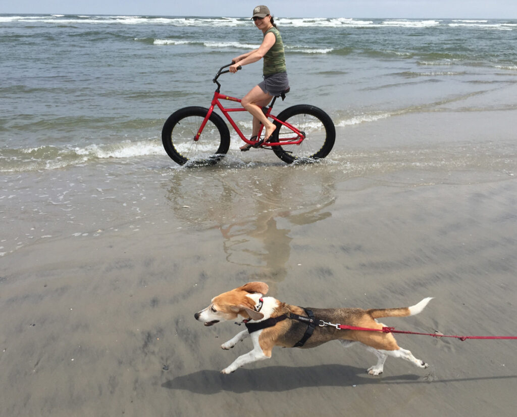 Hammy, the beagle, runs along the beach. (Courtesy of Melanie Kaplan) Hammy, the beagle, runs along the beach. (Courtesy of Melanie Kaplan)