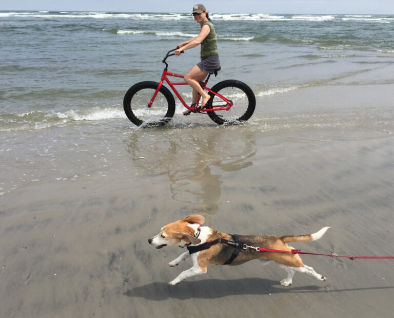 Hammy, the beagle, runs along the beach. (Courtesy of Melanie Kaplan)