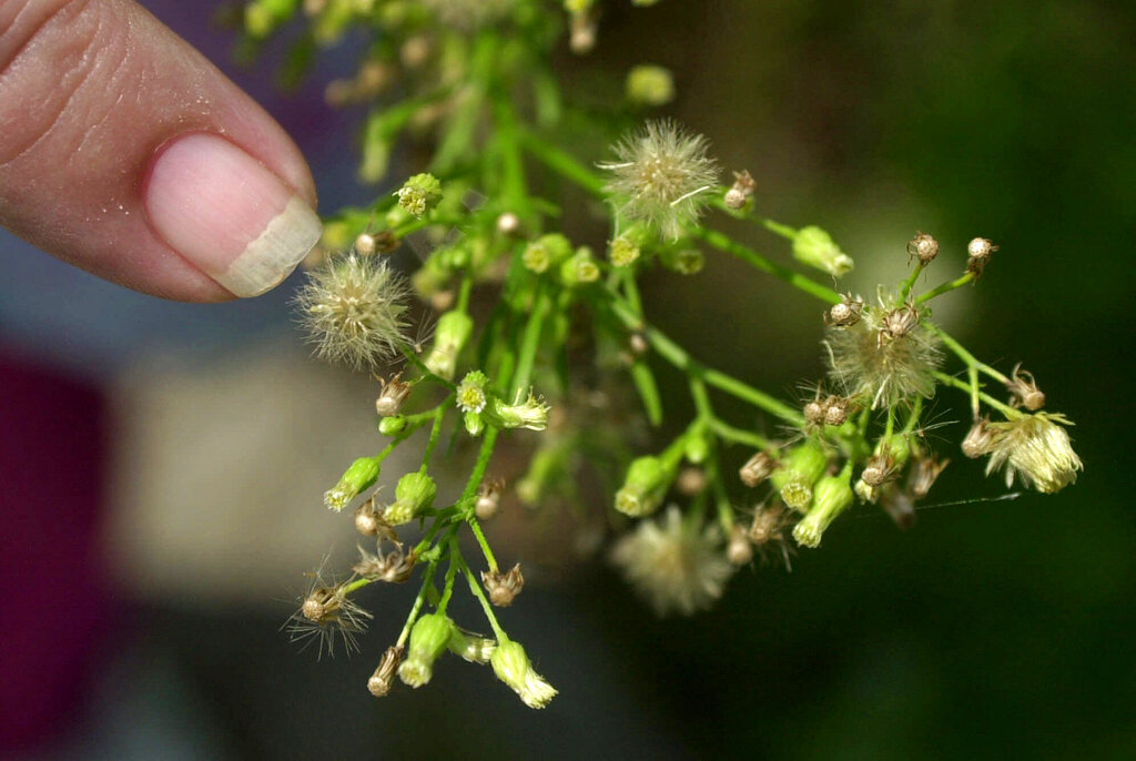 Warming Ragweed A finger points to a ragweed plant