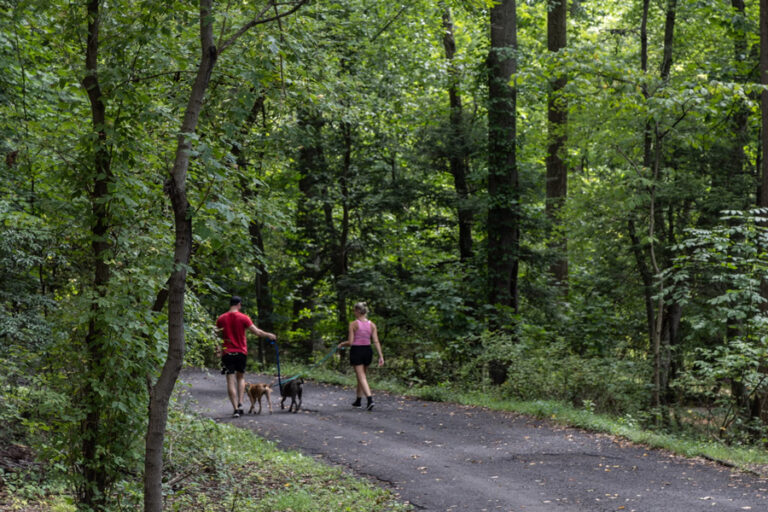 Two hikers walk two dogs in Tyler State Park