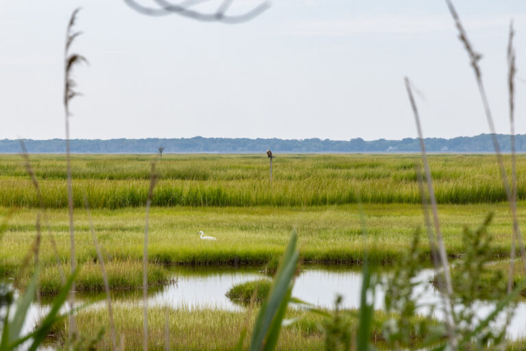 An egret and an osprey lounge in the salt marsh near the Wetlands in New Jersey