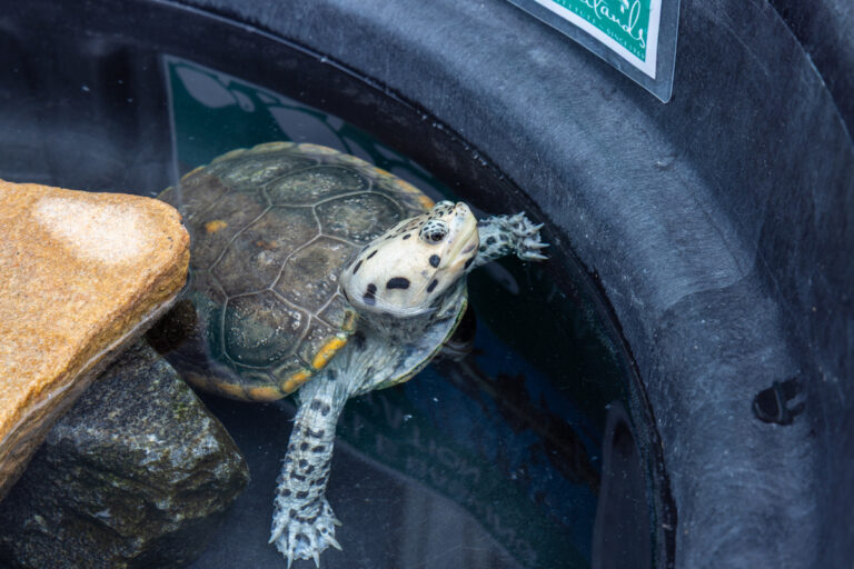 Lovely greeting visitors at Wetlands Institute