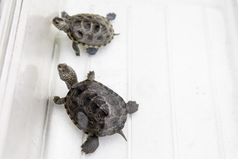 Two diamondback terrapins at Wetlands Institute in New Jersey